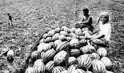 西安今日吃瓜新闻,揭秘今日吃瓜新闻背后的故事