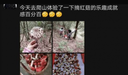 蘑菇视频在线看,在线观看的视听盛宴